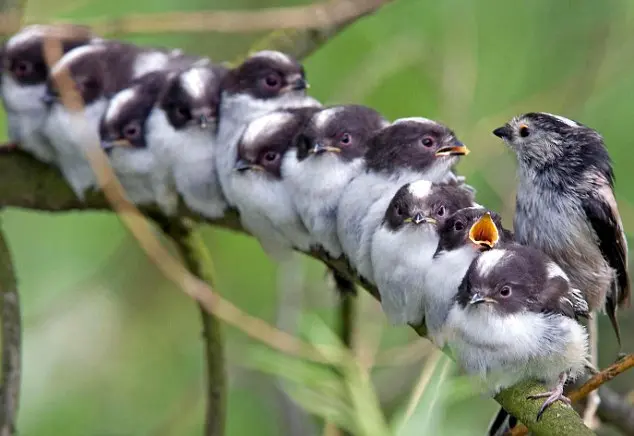 foto de pássaros em seu habitat