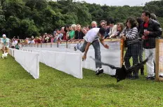 Animais são submetidos a condições estressantes (Foto:Rogerio da Silva)