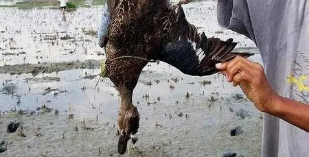 Patos morreram após consumirem arroz envenenado por agricultores (Foto: AnimaNaturalis)