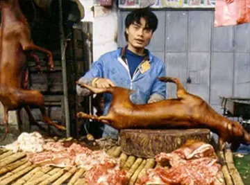 imagem de um cão morto após ter sido cortado por um chinês