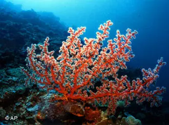 Recifes de coral, como este das Filipinas, estão ameaçados. (Foto: AP /UCLA, Reef Check)