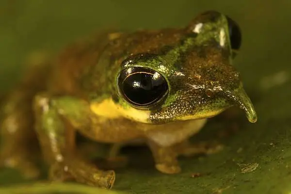 Exemplar de Pinóquio, o sapo narigudo descoberto no acampamento. Tim Laman/Reuters