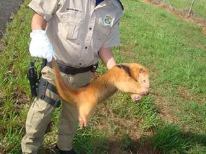 Tamanduás são maiores vítimas de atropelamento em Mato Grosso do Sul (Foto: Divulgação/PRF-MS)