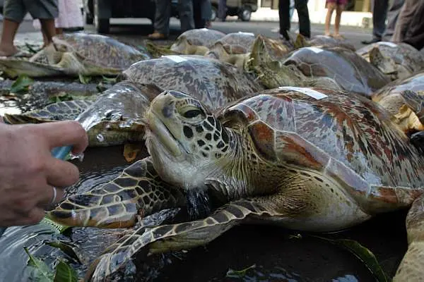 Tartaruga toma água após ser confiscada de mercado de alimentos em Bali. Firdia Lisnawati/AP