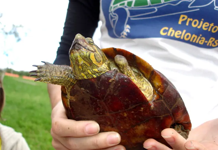 Tartarugas não tinham condições de sobrevivência no lago do Parque Germânia (Foto: Sérgio Louruz / PMPA)