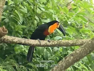 imagem do tucano de espécie em extinção encontrado no parque