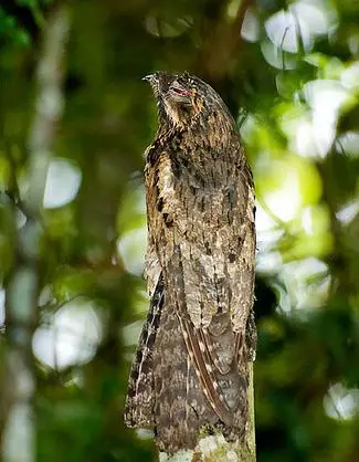 foto de um urutau