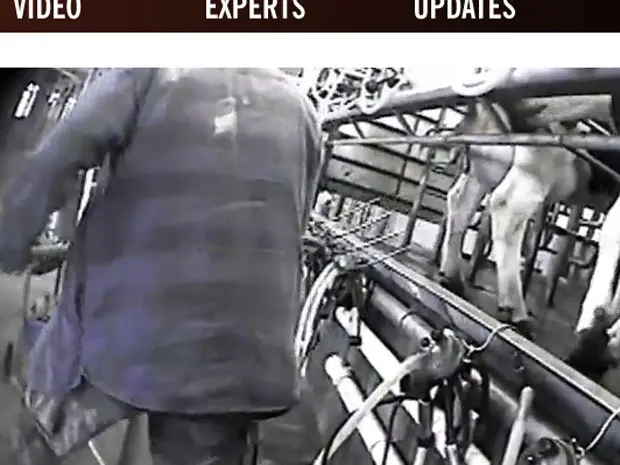 Imagem do vídeo mostra vacas sendo cutucadas com forcados. (Foto: Reprodução do vídeo)