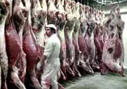 imagem das vacas num matadouro