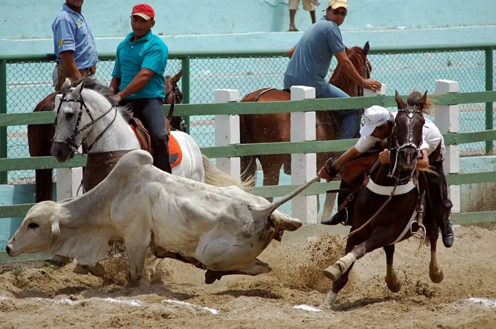 foto de um animal tendo o rabo puxado por um vaqueiro durante vaquejada