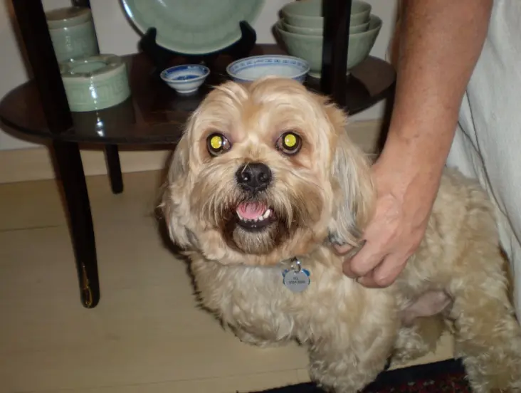 foto do animal