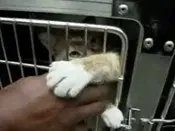 imagem de um gatinho resgatado