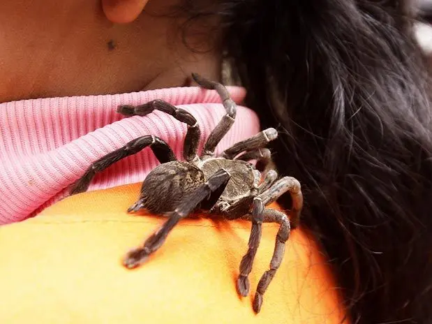 Aranha caminha sobre o ombro de uma menina, na cidade de Skun, no Camboja Foto: AP