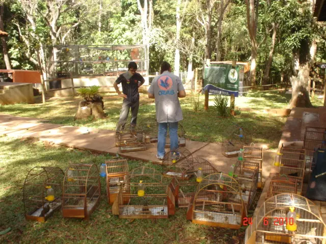 foto das aves nas gaiolas