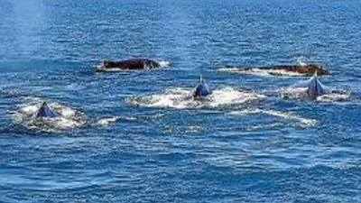 baleias nadam juntas em seu habitat