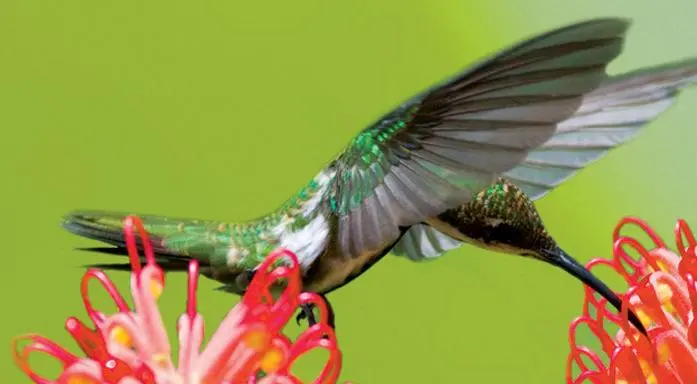 foto de um beija-flor em pleno voo
