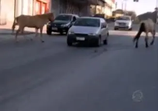 imagem dos cavalos andando entre os carros, nas ruas de SP