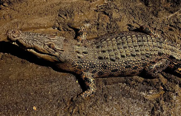 Crocodilos, conhecidos como maus nadadores, aproveitam as correntes marítimas para percorrerem grandes distâncias / Foto:  Arquivo