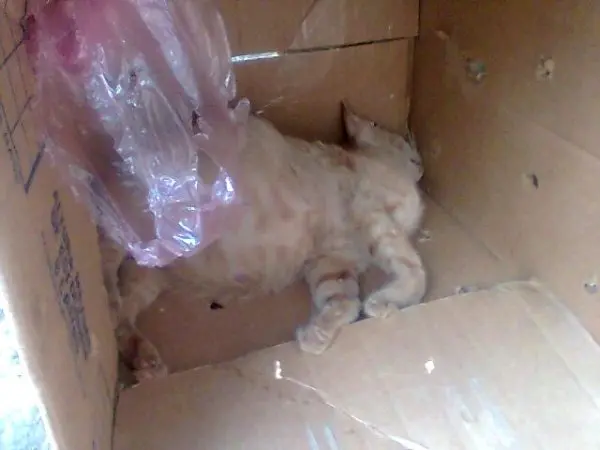 foto de um gato encontrado morto; suspeita da morte é por envenenamento