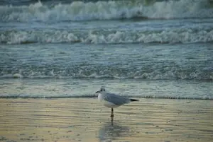 foto de um animal sobrevivente ao vazamento