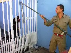 pitbull foi capturado por bombeiros