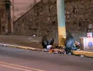 triste imagem dos porcos revirando alimentos no lixo