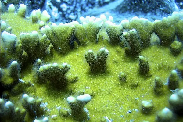 Hidrocorais do gênero Millepora são estudados por cientistas desde 2008. Fotos: Efe