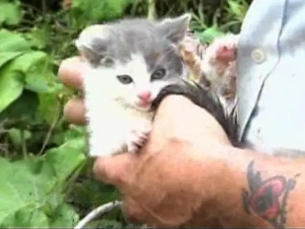 Gato foi retirado do bueiro por funcionário de companhia de encanamento (Foto: Reprodução/WTNH)