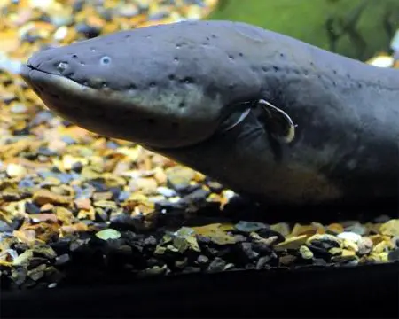 poraque