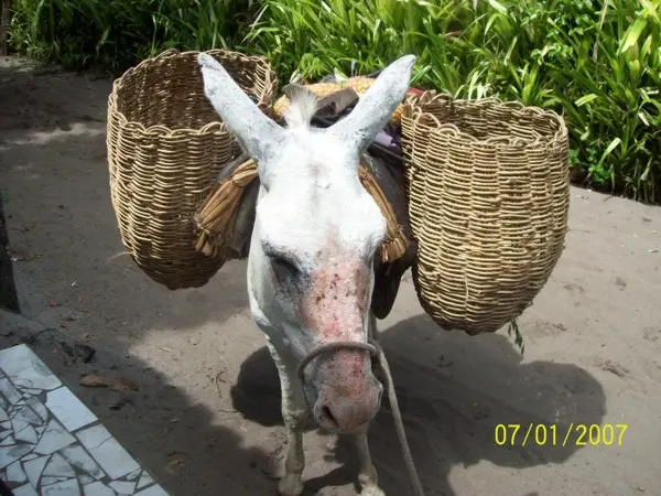 Animais não recebem assistência veterinária
