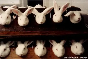 Coelhos utilizados em testes para cosméticos. (Créditos foto: Brain Gunn / IAAPEA)