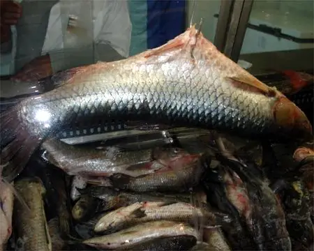 feira do peixe