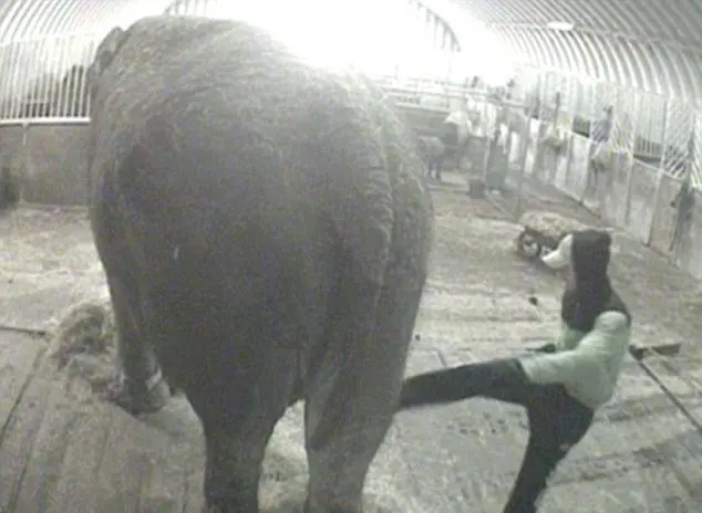 Elefanta idosa é chutada por treinador. Foto: reprodução vídeo