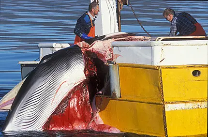 Baleia é capturada por pequeno navio baleeiro (Foto: Reprodução/Greenpeace)