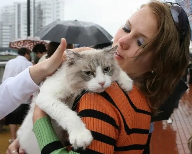 Com o serviço de veterinária móvel os animais e seus tutores não precisarão mais enfrentar os dias frios para ir ao veterinário em caso de emergência. Divulgação/ DR