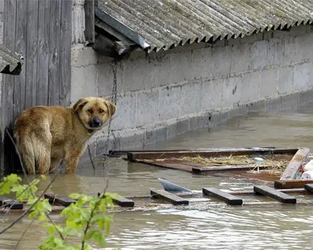 corrente cachorro