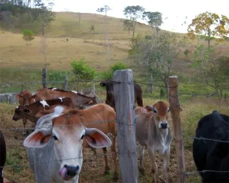 escravidao