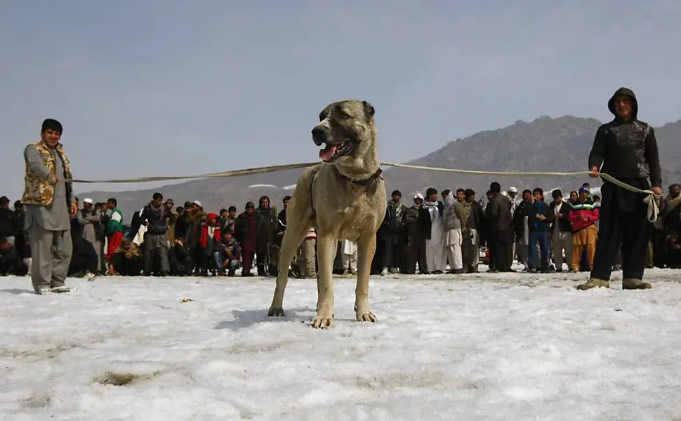(Foto: Omar Sobhani/Reuters)