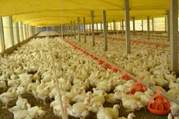 Criação industrial de frangos. (Foto: Reprodução)