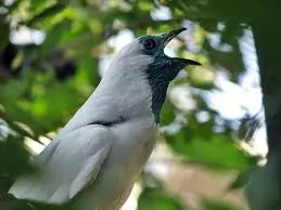 Araponga (Foto: Divulgação)