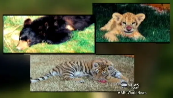 Animais estavam muito debilitados quando foram resgatados. (Foto: Reprodução/ ABC News)