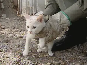 Gato ficou preso em árvore (Foto: Pierre Schlee/RBS TV)