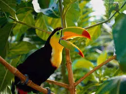 Tucano (Foto: Divulgação)