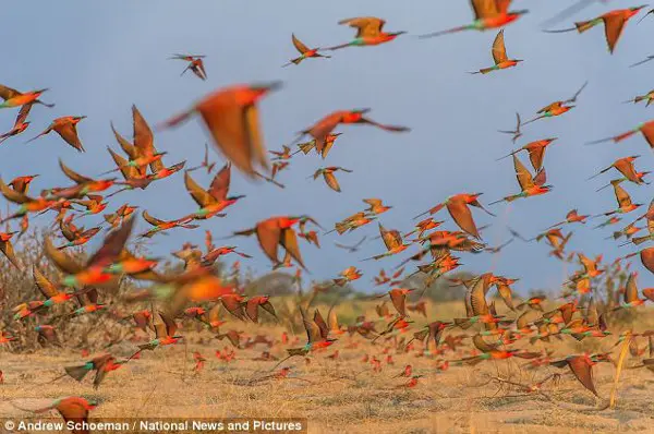 Tempestade na savana: Dezenas de milhares de abelharucos-carmim voam, de uma só vez, em direção ao céu, perto das margens do rio Zambezi, em Kalizo, Naníbia, iluminando o entardecer africano com suas vívidas plumagens. (Foto: Daily Mail) 