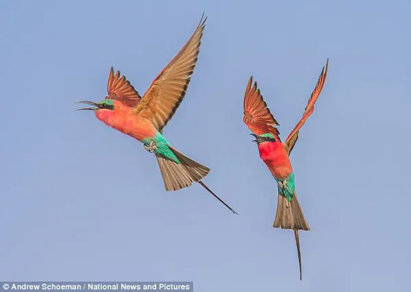 Família: Depois de garantir um parceiro, os pássaros fazem seus ninhos em tocas de um a dois metros de comprimento, colocando de dois a cinco ovos. (Foto: Daily Mail)