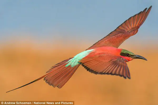 Criaturas com hábitos: A cada ano, eles formam bandos neste local de procriação favorito para competir por parceiros e alimentos. (Foto: Daily Mail)