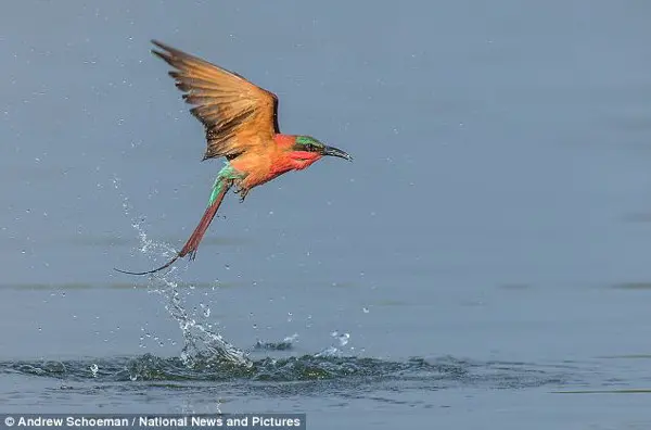 Respingos: Na maioria das tardes, os pássaros dão um rápido mergulho no rio Zambezi para se banharem. (Foto: Daily Mail) 