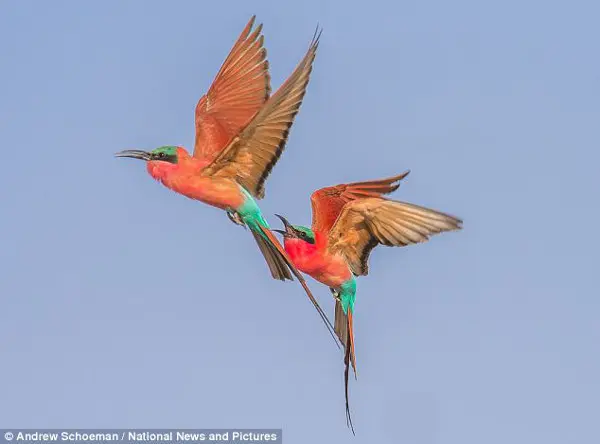 Combate aéreo: Um pássaro persegue o outro, bicos abertos prontos para beliscar, em suas batalhas no céu. (Foto: Daily Mail)