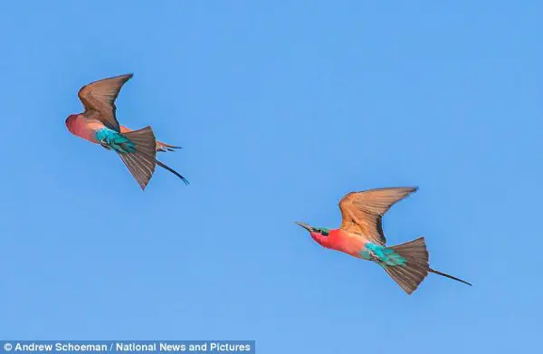  Graciosos: Sua dieta se constitui principalmente de abelhas e de outros insetos voadores que eles atacam e pegam dos galhos. (Foto: Daily Mail)