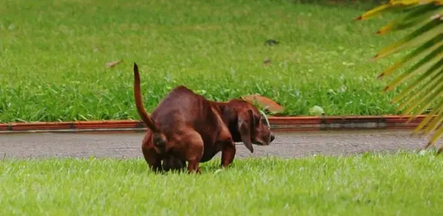 Muitos levam seus animais domésticos para passear nos jardins da praia, mas esquecem de recolher as fezes (Foto: Irandy Ribas)